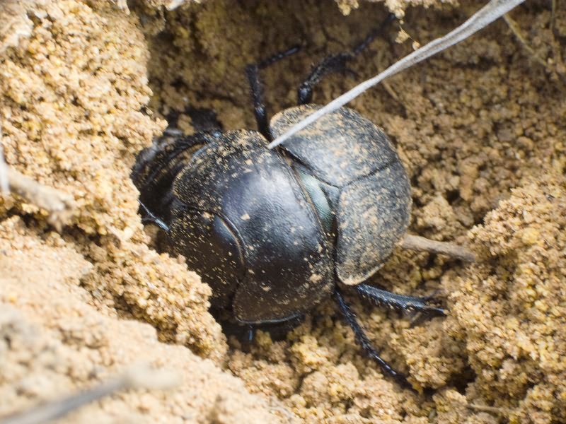 Lethrus apterus (Laxmann, 1770)